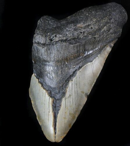 Partial Megalodon Tooth - North Carolina #36177